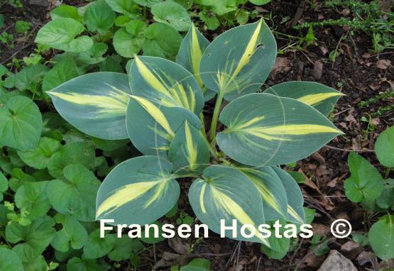 Hosta Party Popper - Fransen Hostas